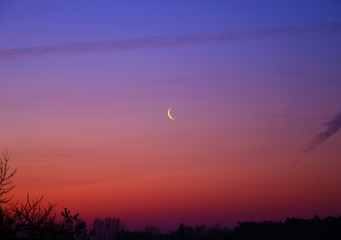 View of the morning sky at dawn with crescent moon and clouds above the treetops © Forgem