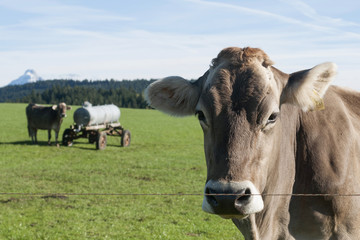 Cow in the alps