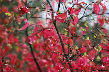 A bright red bush in autumn season 