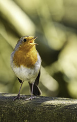 English robin singing