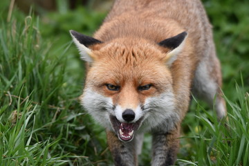 Wild Red Fox Southern England