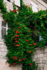Fototapeta na wymiar Kampsis flowers hang from the wall in the old town of Perast. Flowers of Montenegro.