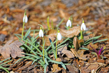 Glade with white snowdrops in the spring. Shallow depth of field.