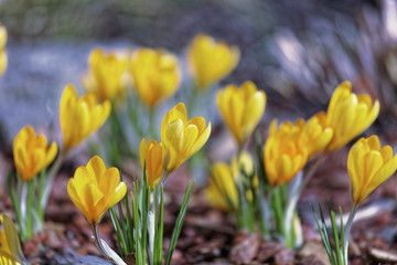 Close-up of saffron flowers. Macro greenery background with yellow crocuses. Shallow depth of field