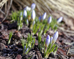 Close-up of saffron flowers. Macro greenery background with violet crocuses. Shallow depth of field
