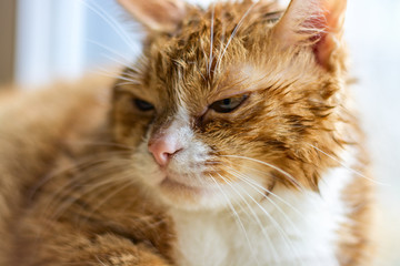 Beautiful portrait of a domestic cat  