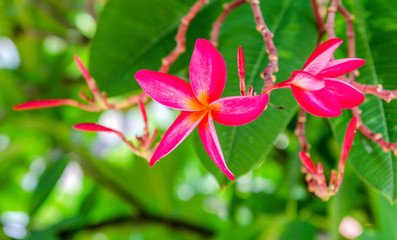 Plumeria flower.