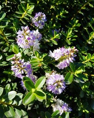 Frühling in Irland, Europa