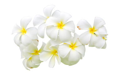 Fototapeta na wymiar Plumeria flower on white background.
