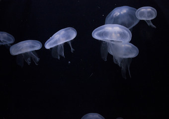Naklejka na ściany i meble Glowing jellyfish close-up in the aquarium. Aquarium background