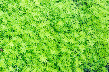 Green plants and grass on the floor