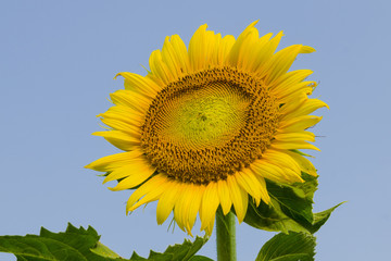 Close-up of sun flower against a blue sky