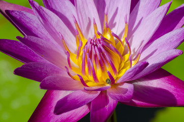 Beautiful pink lotus flower blooming. And fresh green leaves in water.