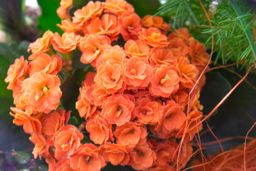 ikebana with Kalanchoe with orange flowers and green leaves and another herb in 