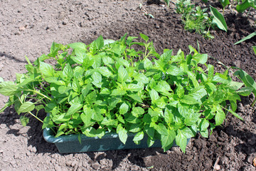 Green seedlings in  pot against background of soil in  garden