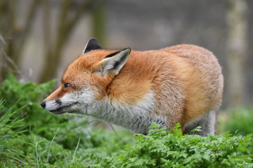 Wild Red Fox Southern England