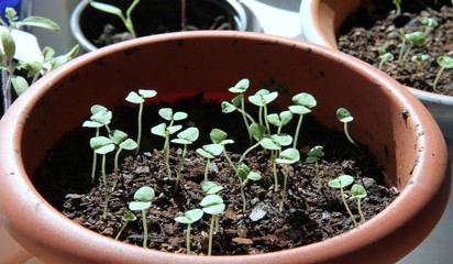 Sprießender Basilikum