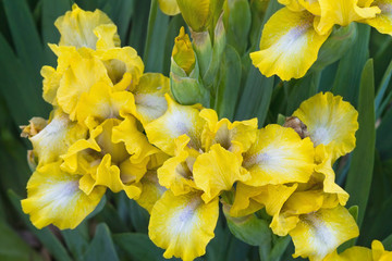 yellow irises in the flowerbed closeup
