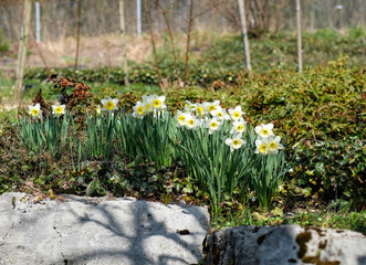 Waldblumen im Frühling