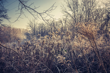 Obraz premium Frozen meadow in cold autumn morning