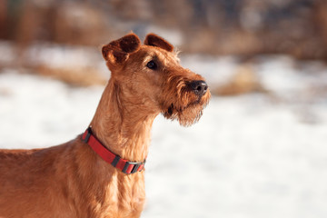 The portrait of Irish Terrier in winter on snow background