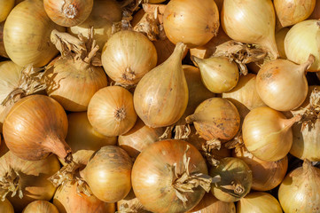 The onion harvest is dried in a box in the sun