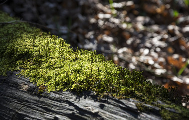 On a fallen old tree the moss grows