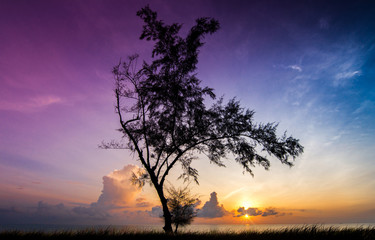 Fototapeta na wymiar Tree silhouette sunrise beautiful skies colorful
