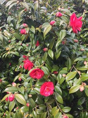 Camelia
