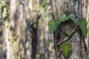 A little sprig of ivy growing on the tree