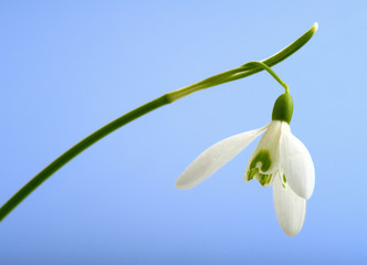 Snowdrop