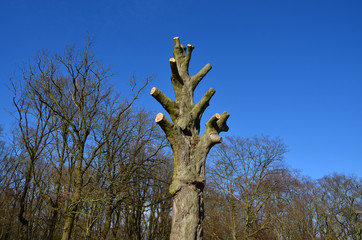 abholzung