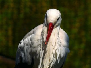 cigogne
