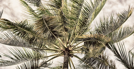  palm leaf and branch view from down