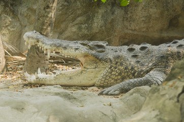 Fototapeta premium Crocodile with head above water