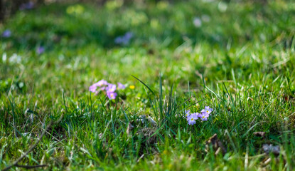 Waldblumen im Fr&uuml;hling