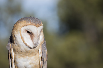 Barn Owl Looking Right