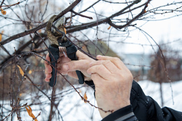 Tree pruning
