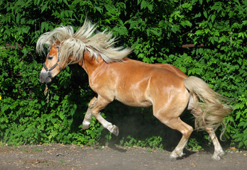Obraz na płótnie Canvas Haflinger pony adult kicking 
