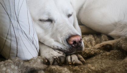 Müder labrador retriever hund schläft mit dem kopf auf den pfoten