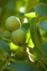 noix vertes et noyer