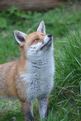 Wild Red Fox Southern England