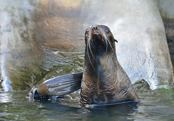 Northern fur seal (Callorhinus ursinus)