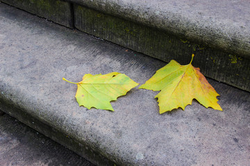 leaves on steps