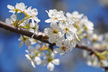 Cherry blossom close up