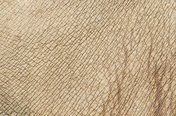 Rhino (white rhinoceros) skin texture