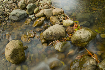 Forest stream running over mossy rocks