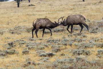 Naklejka na ściany i meble Fighting Bull Elk in rut season