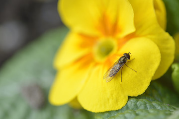 Himmelschlüssel mit Fliege