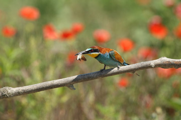 Bee eater, spring mating season